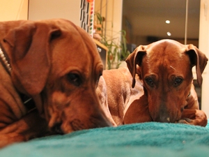 Ridgie und Yta